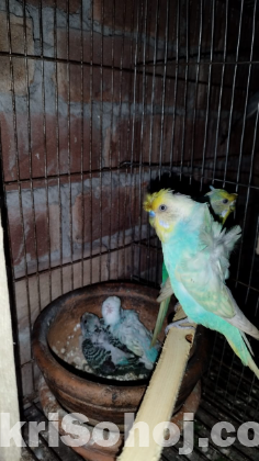 JP Spenjal Double Flower Budgies